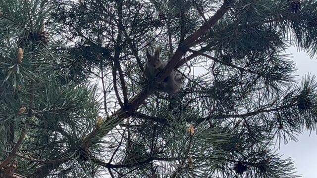 Белка,в Измайловском парке! смотреть онлайн