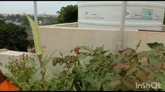 Venky Roof Garden#cherry#raddish#brinjal#chilly#tomato#lemon#gauva#marigold смотреть онлайн