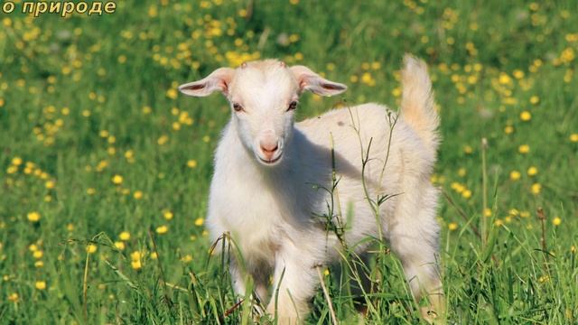 ИНТЕРЕСНЫЕ ФАКТЫ О КОЗАХ. смотреть онлайн