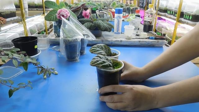 ???КАК ВЫРАСТИТЬ ГЛОКСИНИЮ ИЗ ЛИСТА  ! How To Grow Gloxinia From A Leaf