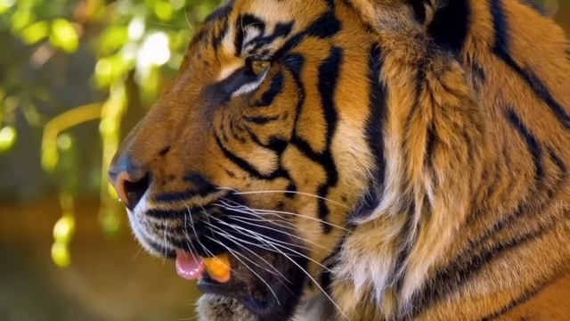 TIGRE ENCONTRA COBRA GIGANTE, veja o que aconteceu смотреть онлайн