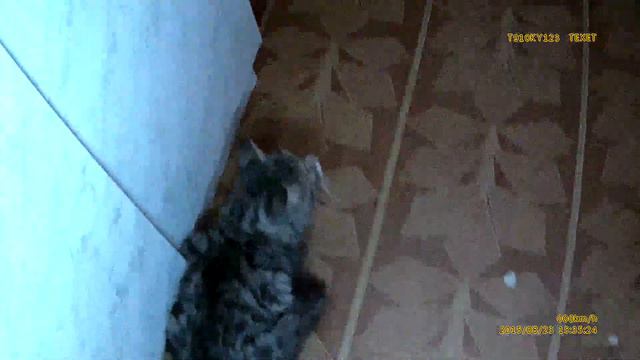 Тёма Слепой Кот и два брата котика. смотреть онлайн
