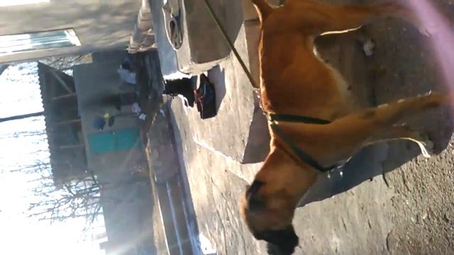 Собака породы боксёр:Дресеровка и описание смотреть онлайн