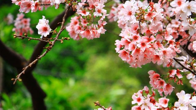 Karaniya Metta Sutta Pali (Loving Kindness Sutta) Nhyoo Bajracharya