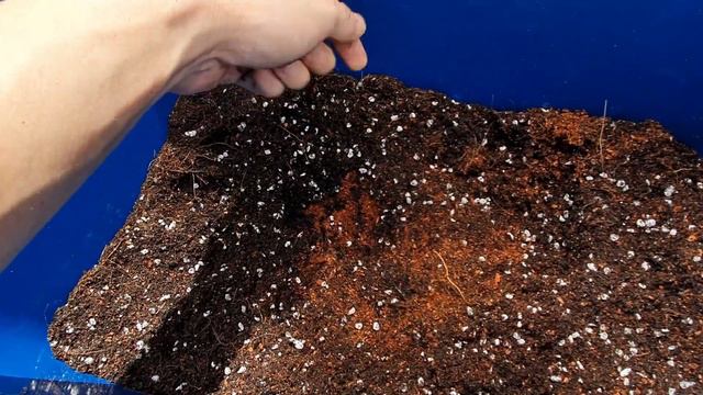 Syngonium as Starter Plant