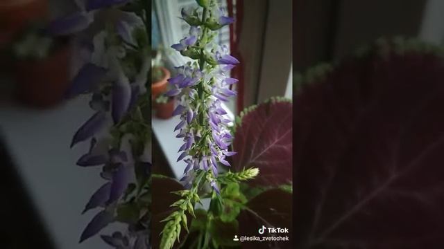 Колеус цветение смотреть онлайн