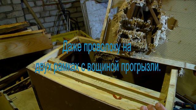 Пчелиные волки или шершни. Ч.2. Пчеловодство. смотреть онлайн