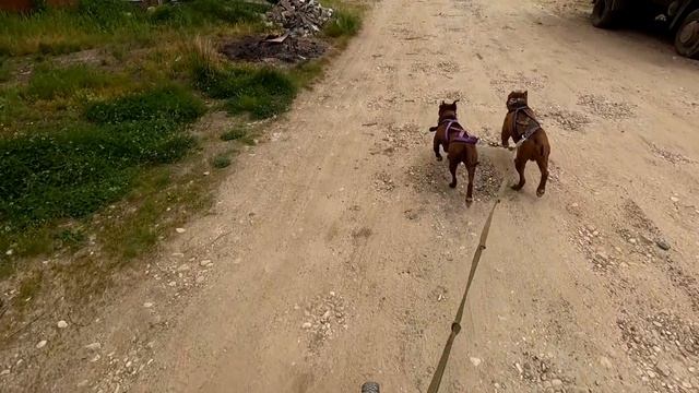 БЕШЕНЫЙ Питбуль внезапно появился во время пробежки с питбулями.... из под забора !!! смотреть онлайн