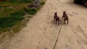 БЕШЕНЫЙ Питбуль внезапно появился во время пробежки с питбулями.... из под забора !!!