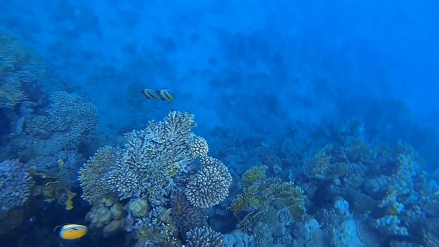 Риф отеля QUEEN SHARM RESORT, ЧАСТЬ 1