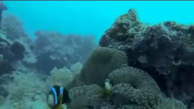 Обитатели подводного мира смотреть онлайн