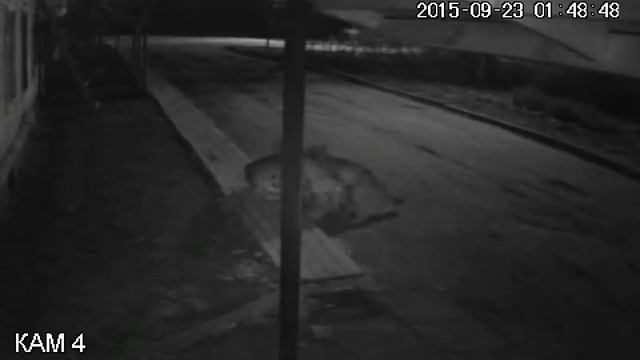 Два здоровых волка загрызли и утащили собаку. смотреть онлайн