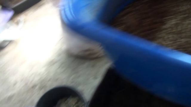 Подготовка опарыша к продаже. смотреть онлайн