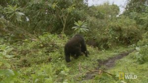 Горилла против льва. Кто сильнее?