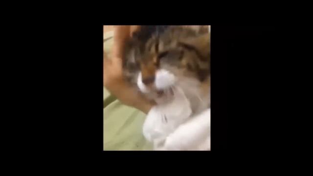 Смешные Кошки и Коты Прикольные Животные 2019 Funny cats and interesting Animals 2019 Лучшие смотреть онлайн