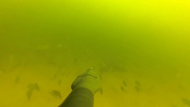 Подводная охота в Волгограде. Февраль 2022 смотреть онлайн