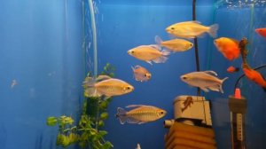 Конго тетра (Phenacogrammus interruptus)