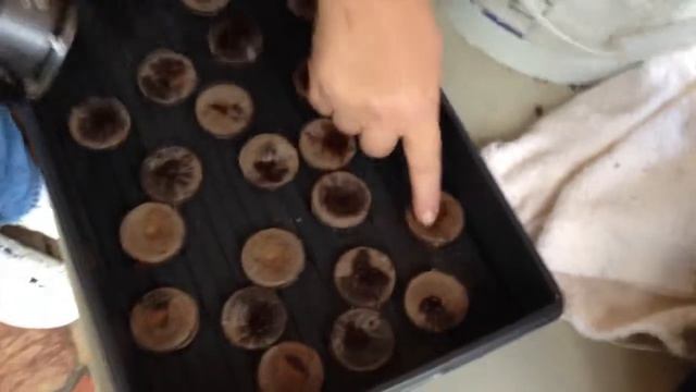 Germination смотреть онлайн