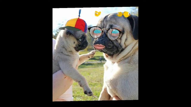 Siendo tonta como pug смотреть онлайн