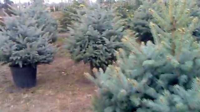 Голубые елки.mp4 смотреть онлайн