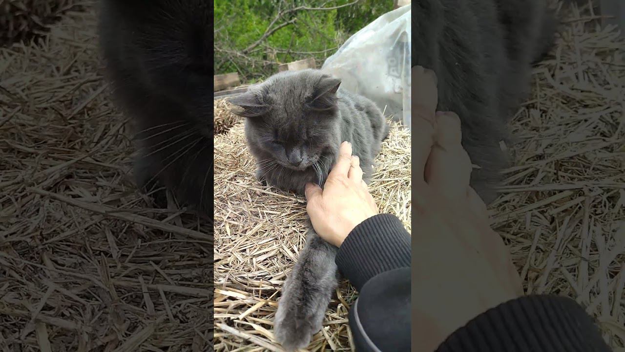 Том на сене. Кот на даче. смотреть онлайн