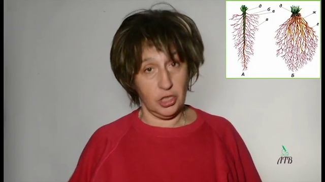 ЗНО Біологія Корінь Види коренів Типи кореневих систем смотреть онлайн