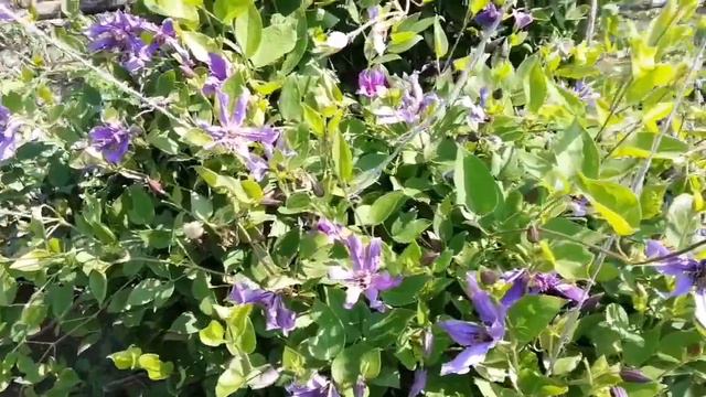 Мои клематисы. смотреть онлайн