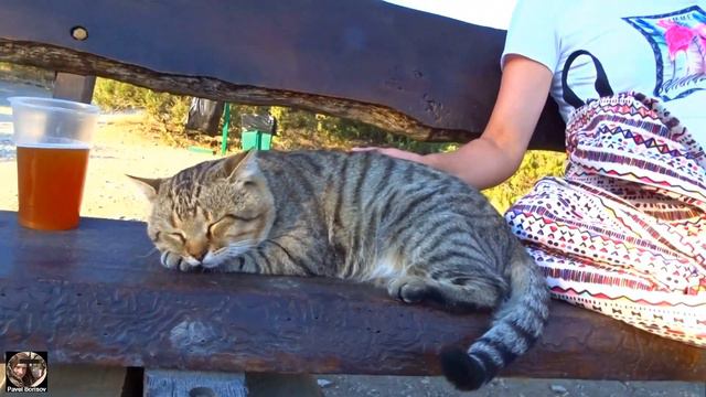 Кот Капчик! Я встал, котик занял место. Попу поднял - место потерял! ;) Новый Свет, Крым. 2019 г. смотреть онлайн