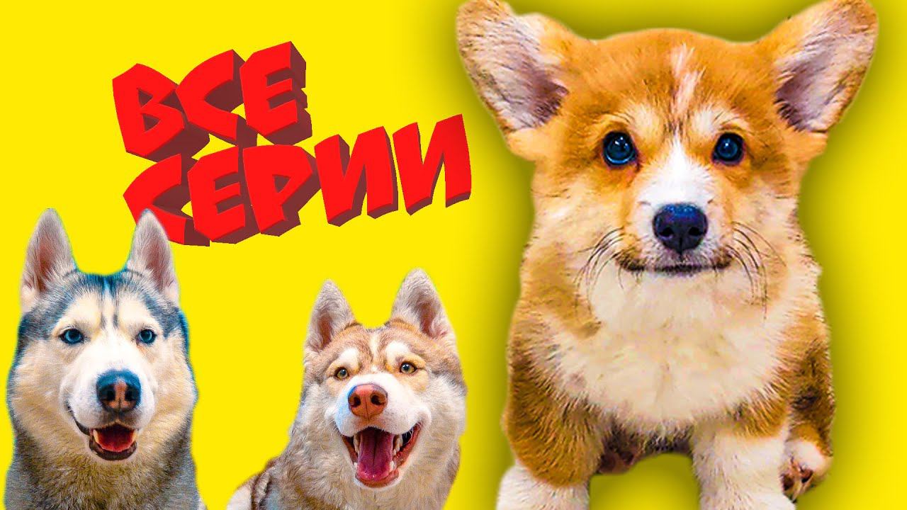 КОРГИ КОРЖИК! Все серии ЯНВАРЯ! (Хаски Бандит и Бублик) Говорящие собаки смотреть онлайн
