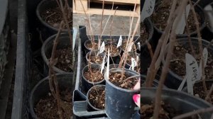 Обрезка молодых саженцев гортензии. Как обрезать гортензию? Алтайский край, г.Барнаул