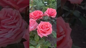 роза Бермуда