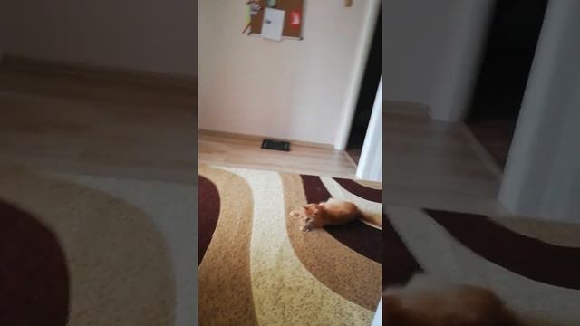 Ватная палочка и кошка.. Ржааака смотреть онлайн