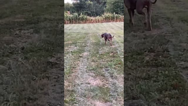Weimaraner hunting cat 😳 смотреть онлайн