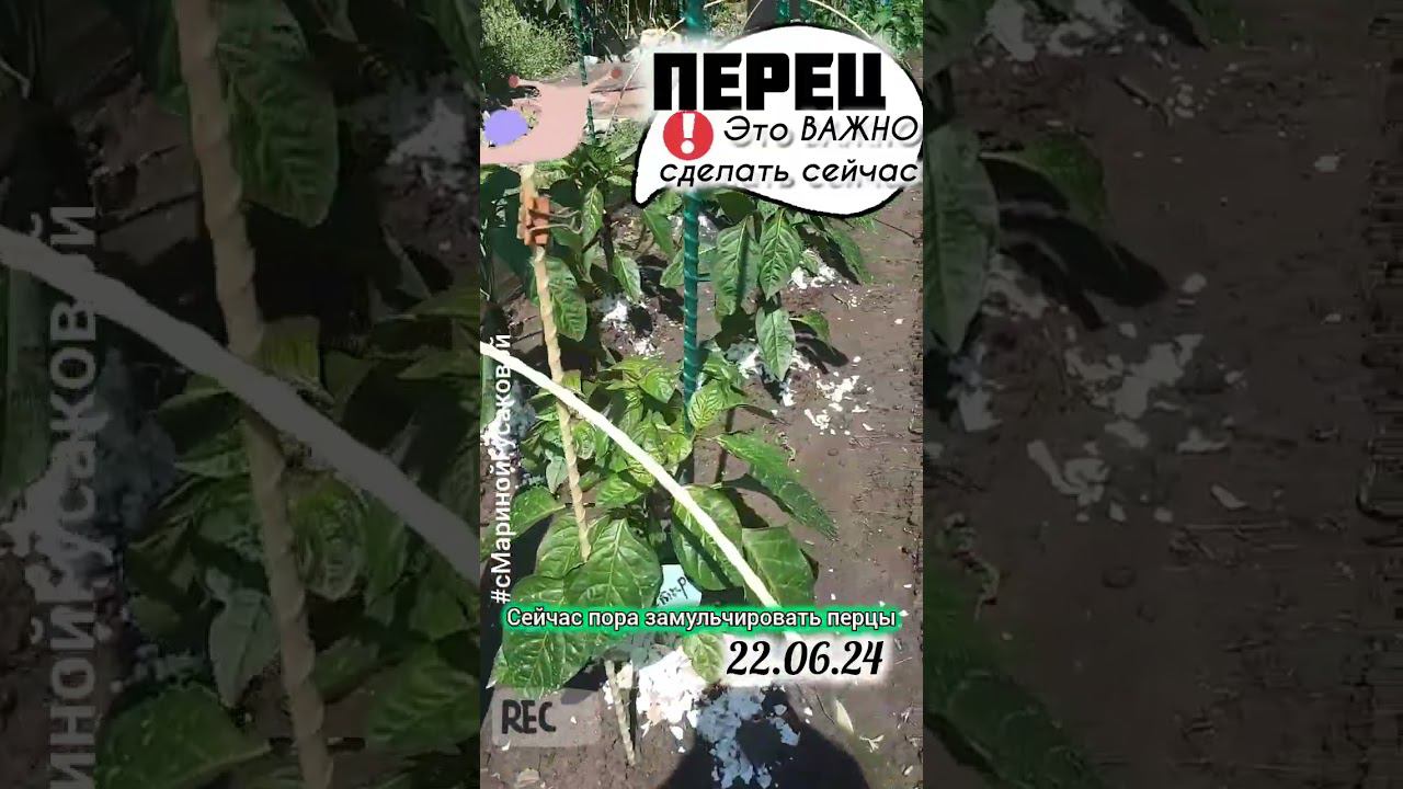 ПЕРЕЦ Что надо сделать сейчас чтобы СЛИЗНИ его не сгрызли | с Мариной Гусаковой смотреть онлайн