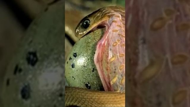 Яйцеед - удивительная змея смотреть онлайн