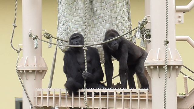 Shabani family morning. Annie nibbling on a piece of wood. Gorilla, Silver back. смотреть онлайн