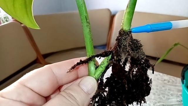 Укореняем черенки. Извлекайте пользу. Не повторяйте ошибок. смотреть онлайн
