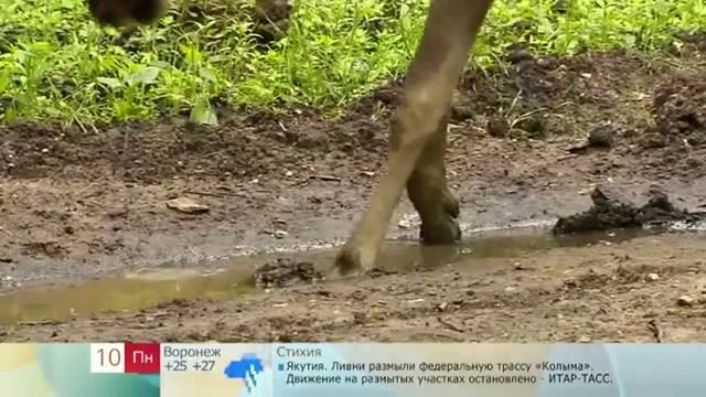 Лоси в Измайлово смотреть онлайн