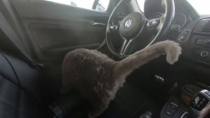 КОТ В МАШИНЕ 10 ЧАСОВ??Как проехать 1000 км с котом и не сойти с ума?? #котики #котэ