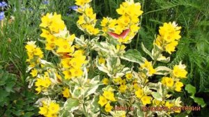 Вербейник точечный Александр (alexander) ? обзор: как сажать, рассада, саженцы вербейника Александр