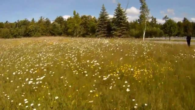 Hexa copter Vrs Daisy field смотреть онлайн