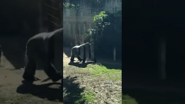 #Shorts Израиль Парк сафари .город Рамат Ган. Горилла смотреть онлайн