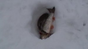 зимняя ловля голавля