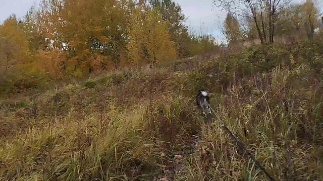 Прогулка с Хаски Диком на 80м поводке. Вспоминает команду направо 15.10.23 часть 1 смотреть онлайн