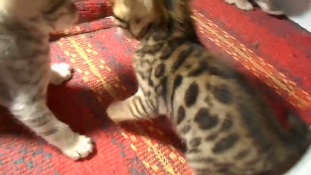 бенгальские котята
