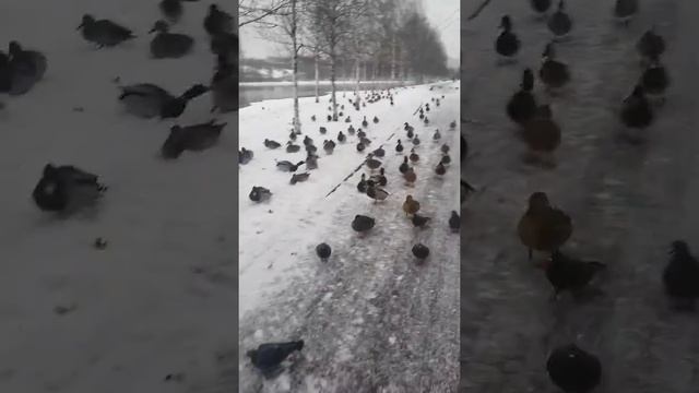 Утки зимуют в Москве смотреть онлайн