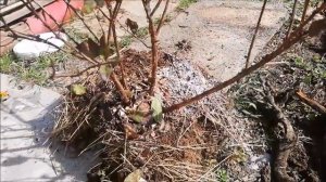 Пересадка жимолости в начале октября