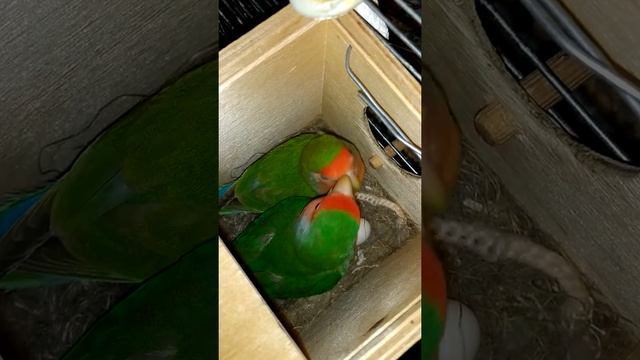 Неразлучник снесла яйца, второе, ждём третьего смотреть онлайн