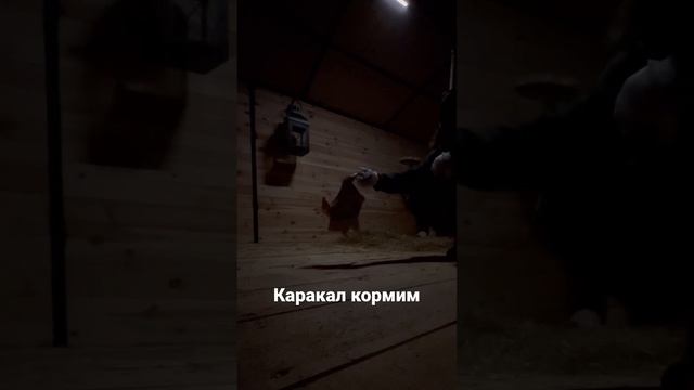 Кормим каракалов смотреть онлайн