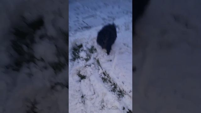 It's Snow Day! #Shorts смотреть онлайн